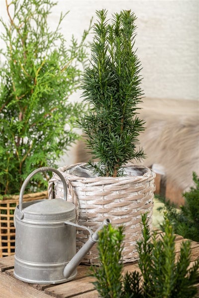 Eibe im Korb mit Gießkanne auf einem Holztisch