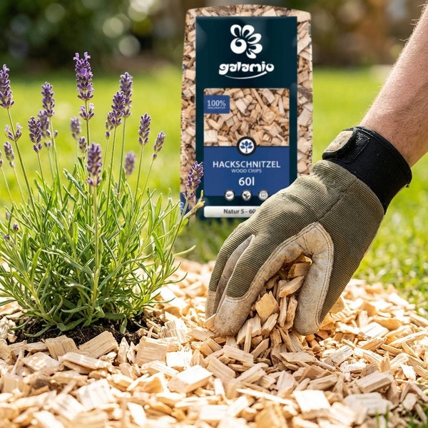 Galamio Holzhackschnitzel in einem 60 Liter Sack, Anwendung mit Gartenhandschuh um eine Lavendelpflanze als Mulchmaterial im Garten.