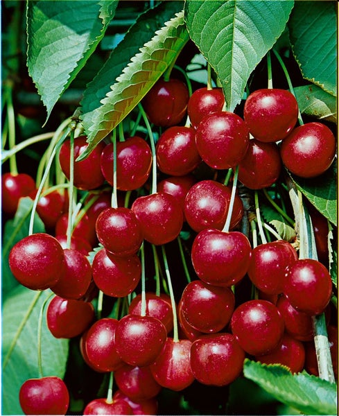 Prunus avium 'Hedelfinger Riesenkirsche', 150–200 cm, süß, saftig