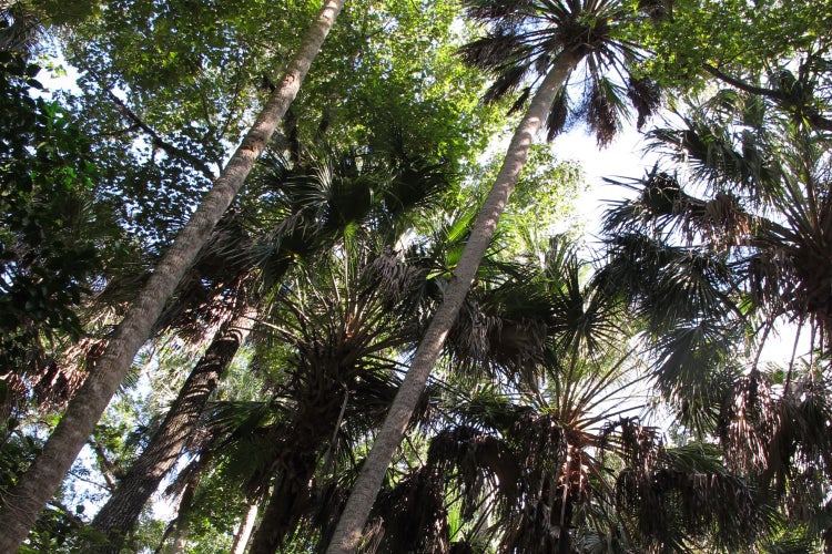 SAFLAX Garden to go - Palmettopalme - Sabal palmetto - 8 Samen - Mit Topf, Klima - Deckel und Anzuchtsubstrat