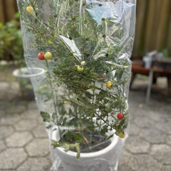 Transparente, gelochte Tomaten-Reifehaube über einer Tomatenpflanze im Topf.