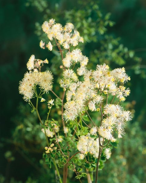 Blüte mit gelben Staubgefäßen