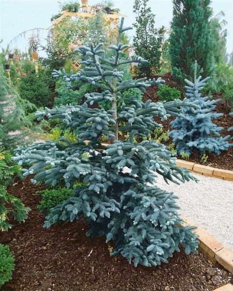 Blaufichte im Gartenbeet.