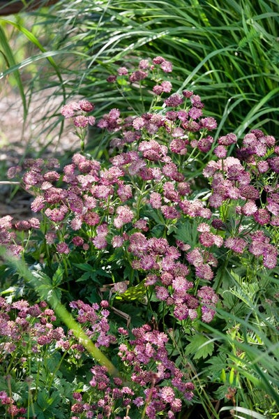 Astrantia major 'Moulin Rouge', Sterndolde, dunkelrot, ca. 11x11 cm Topf