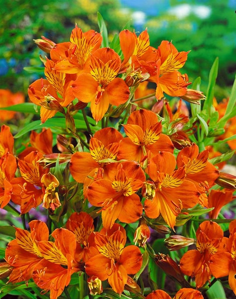 Alstroemeria aurea 'Orange King', Inkalilie, orange, ca. 11x11 cm Topf