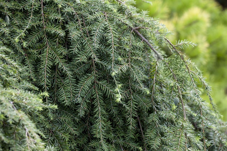 Tsuga canadensis 'Pendula', Kanadische Hemlocktanne, 60–80 cm