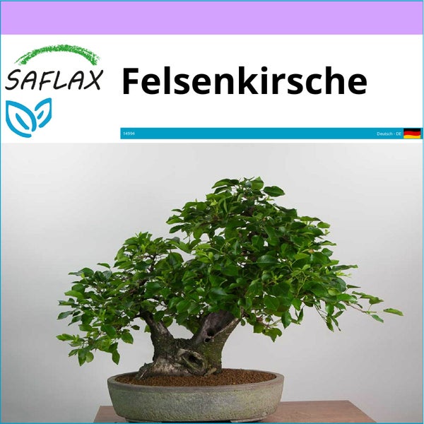 SAFLAX  - Felsenkirsche - Prunus mahaleb - 30 Samen