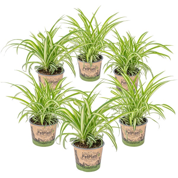 Graslilie | Chlorophytum 'Variegatum' pro 6 Stück - PetFriendly - Zimmerpflanze ⌀12 cm - ↕25 cm