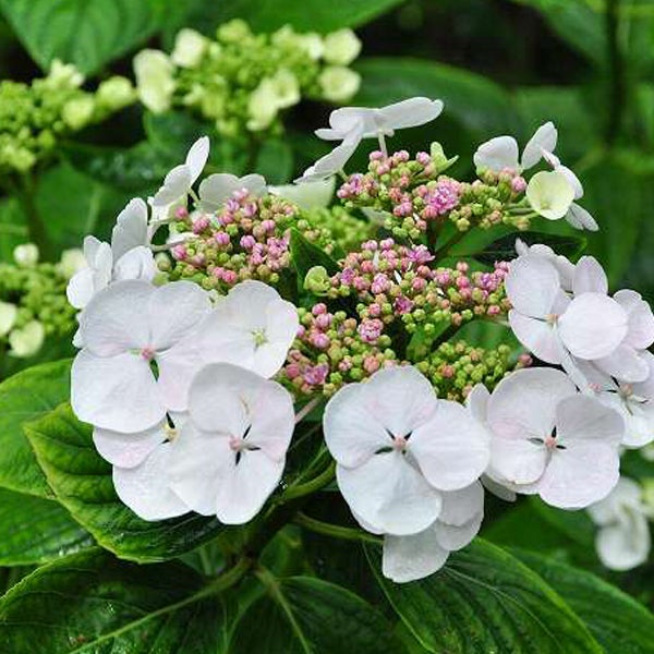 Nahaufnahme einer Hortensienblüte mit weißen Blütenblättern und grünen Blättern