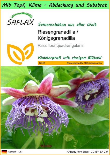 SAFLAX Garden to go - Riesengranadilla / Königsgranadilla - Passiflora quadrangularis - 12 Samen - Mit Topf, Klima - Deckel und Anzuchtsubstrat