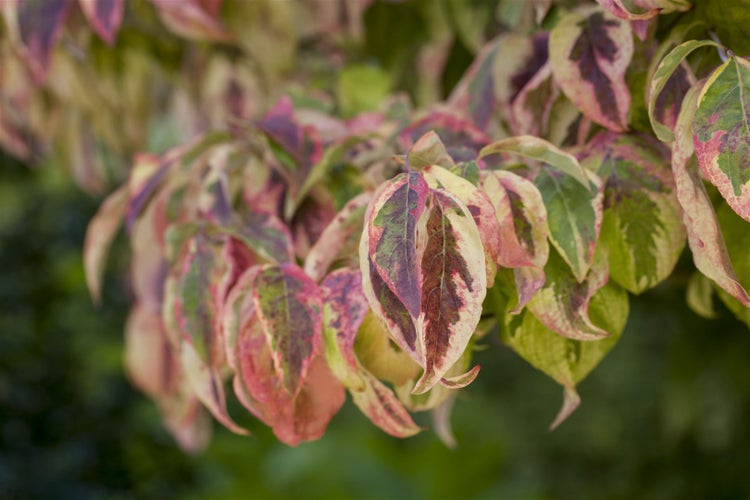 Cornus florida, Blumen-Hartriegel, 40–60 cm, weiße Blüten