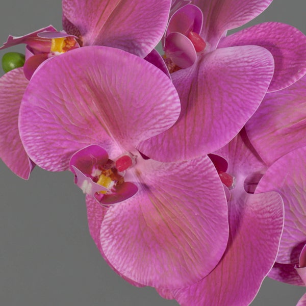 Nahaufnahme von rosafarbenen Orchideenblüten mit feiner Maserung.