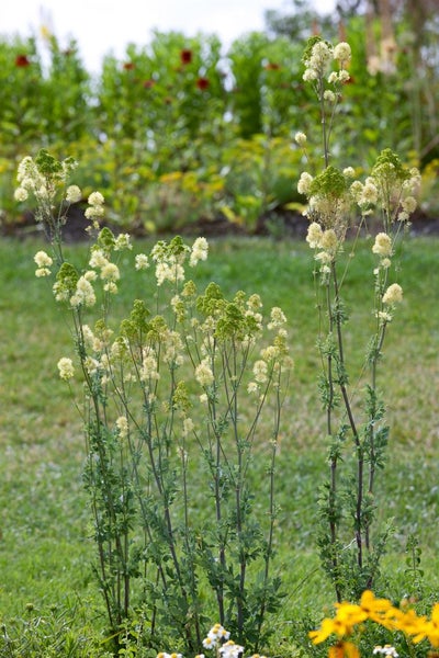 Thalictrum flavum ssp. glaucum, gelb, ca. 9x9 cm Topf