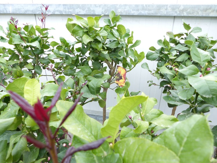 Zitronenbaum mit grünen Blättern im Topf