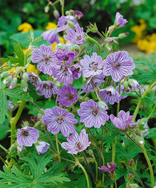 Geranium renardii 'Terre Franche', Storchschnabel, ca. 9x9 cm Topf