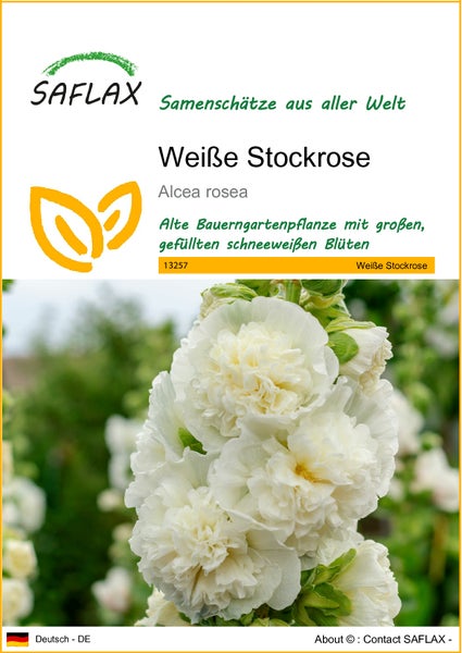 SAFLAX  - Weiße Stockrose - Alcea rosea - 100 Samen
