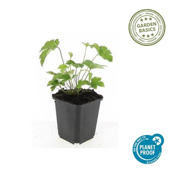Grüne Gartenpflanze im schwarzen quadratischen Topf mit den Qualitätssiegeln Garden Basics und On the way to PlanetProof.