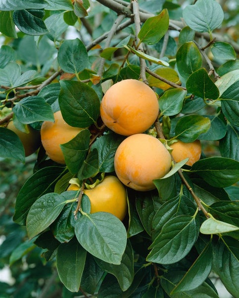 Diospyros kaki 'Ernesto', Kaki, 125–150 cm, süß und saftig