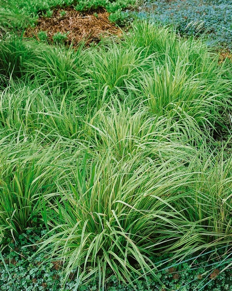 Büschel von Ziergras im Garten