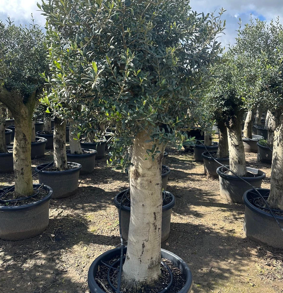 Olivenbaum XXL ca. 60 Jahre Alt Winterhart