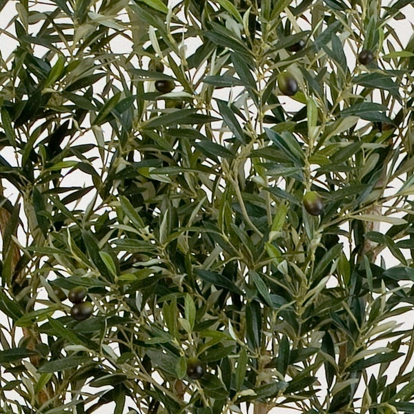 Nahaufnahme eines Olivenbaums mit grünen Blättern und dunklen Oliven an Zweigen.