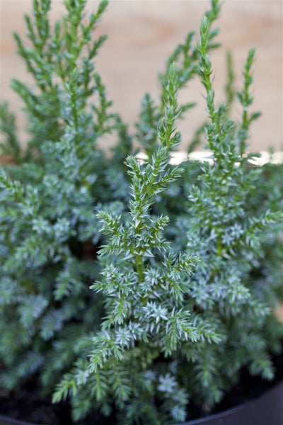 Juniperus squamata 'Loderi', Blauer Zwergwacholder, 20–25 cm