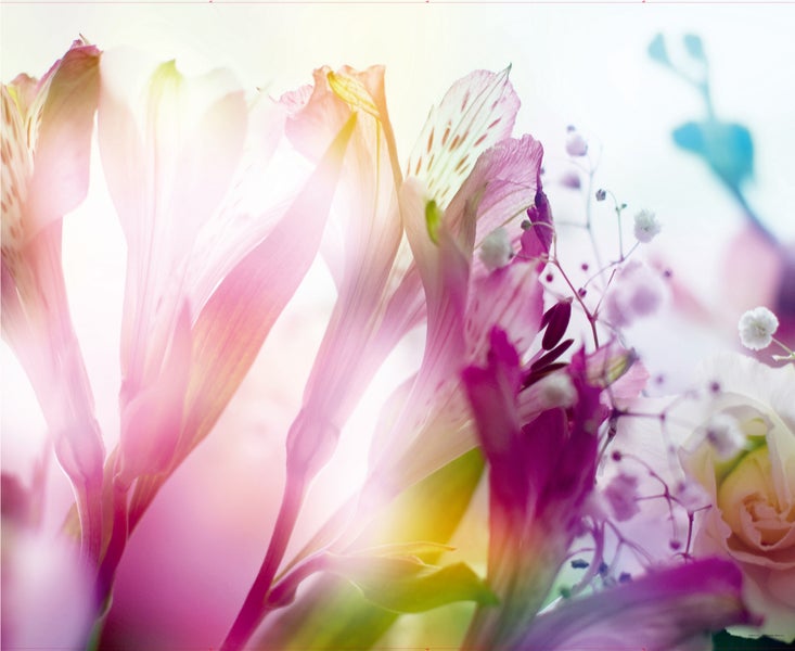 Nahaufnahme von Alstromeria und Schleierkraut