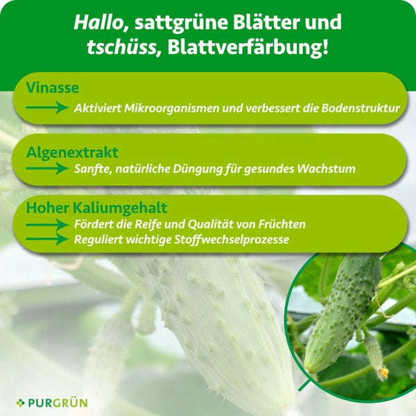 Mehrstämmige Fächerpalme im Kunststofftopf auf einer Holzpalette in einer hellen, organisierten Gärtnerei mit weiteren Bäumen im Hintergrund.