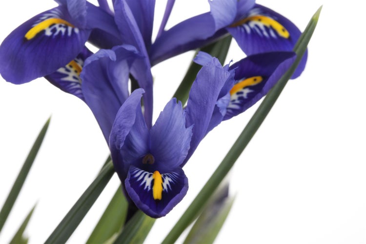 Iris versicolor, Blauflagge, violett, ca. 9x9 cm Topf