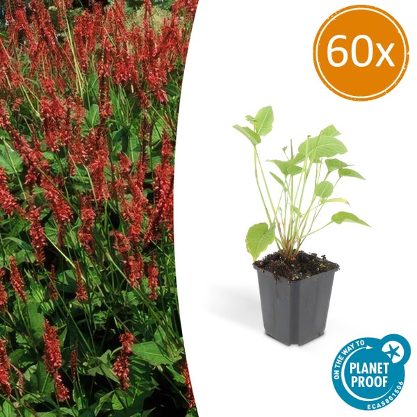 60er Pack Kerzenknöterich Persicaria amplexicaulis, Jungpflanze im Topf und blühendes Beet, Planet Proof Zertifikat.