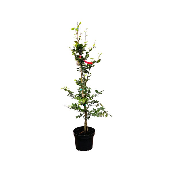 Fagus sylvatica, Rotbuche, 80–100 cm