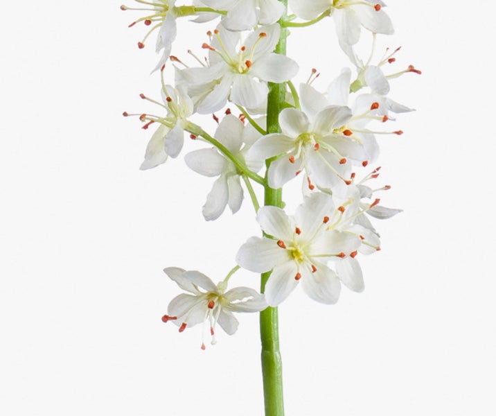 Nahaufnahme einer blühenden Pflanze mit kleinen weißen Blüten und orangefarbenen Staubblättern an einem grünen Stängel.