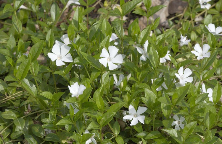 Vinca minor 'Alba', Immergrün, weiß, ca. 9x9 cm Topf