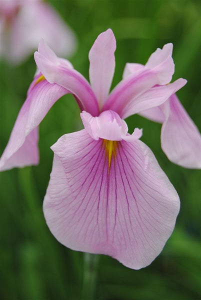 Iris laevigata 'Rose Queen', rosa Blüten, ca. 9x9 cm Topf