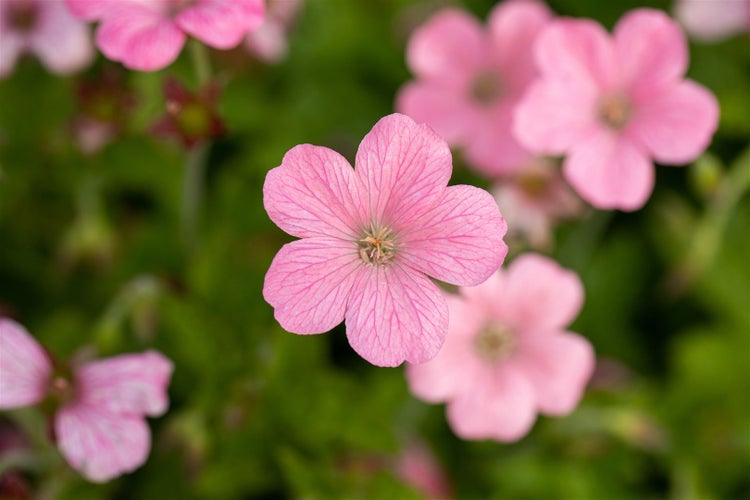 Nahaufnahme von rosafarbenen Storchschnabelblüten