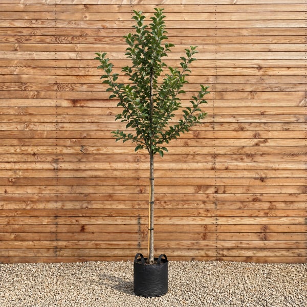 Junger Apfelbaum als Hochstamm in einem schwarzen Pflanzsack vor einer Holzwand