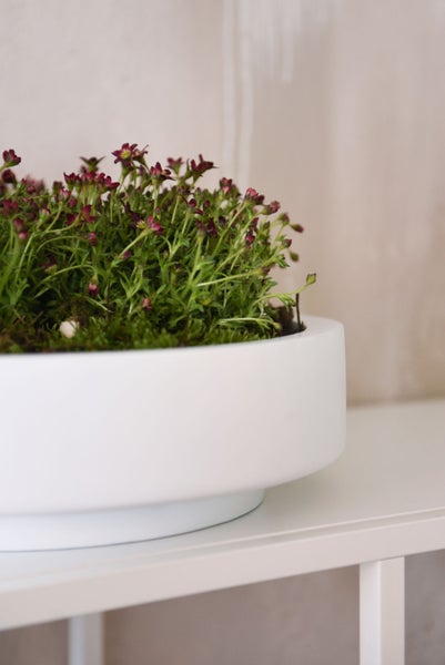 Steinbrech Saxifraga arendsii mit roten Blüten in einer weißen Pflanzschale auf einem Regal.