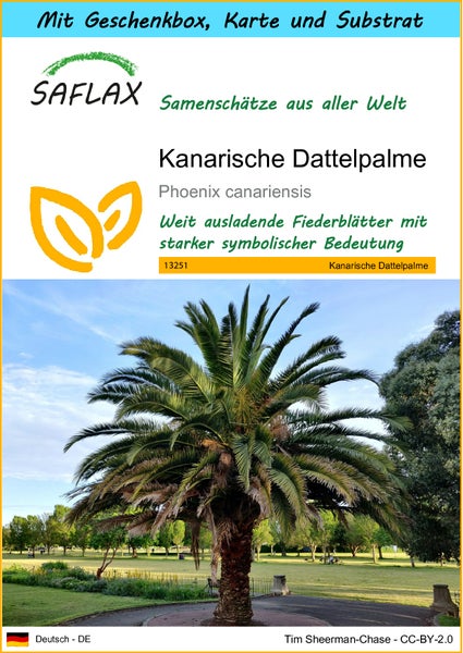 SAFLAX Geschenk Set - Kanarische Dattelpalme - Phoenix canariensis - 10 Samen - Mit Geschenkbox, Versandaufkleber, Geschenkkarte und Anzuchtsubstrat