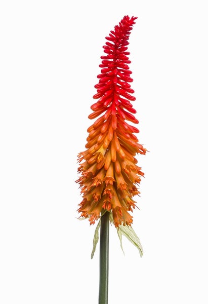 Nahaufnahme einer Fackellilie Kniphofia in rot und orange