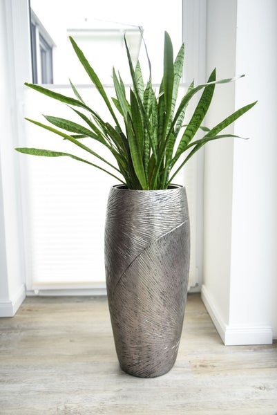 Bogenhanf Zimmerpflanze in einer hohen strukturierten silberfarbenen Bodenvase in einem hellen Raum mit Holzboden.