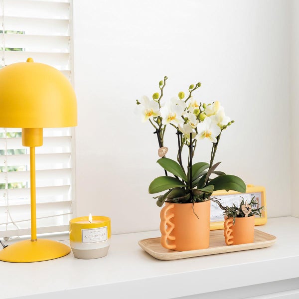 Dekorative Szene mit einer Orchidee in einem Topf, einer Duftkerze und einer Lampe auf einem Tisch