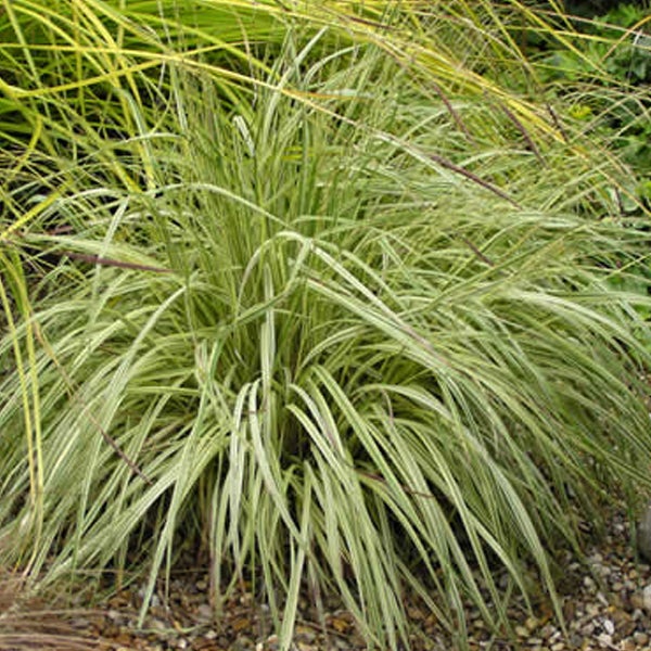 Ziergras im Garten