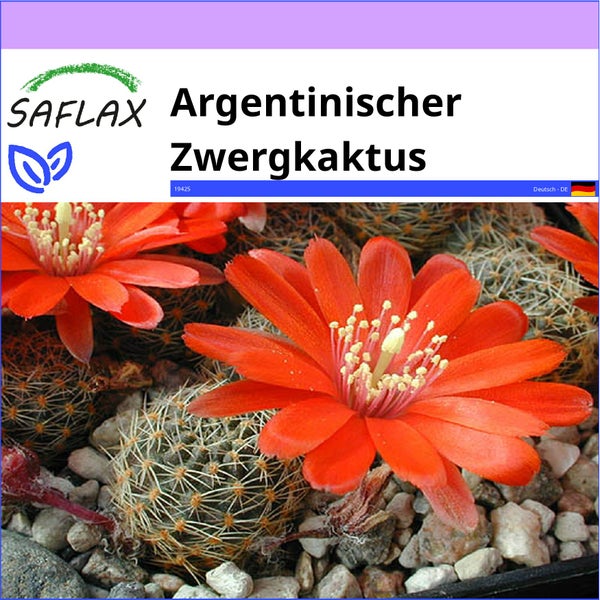 SAFLAX  - Argentinischer Zwergkaktus - Rebutia / Mix - 40 Samen