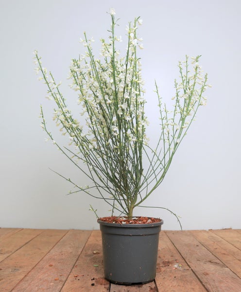 Cytisus praecox 'White Lion', Besenginster, weiß, 40–60 cm