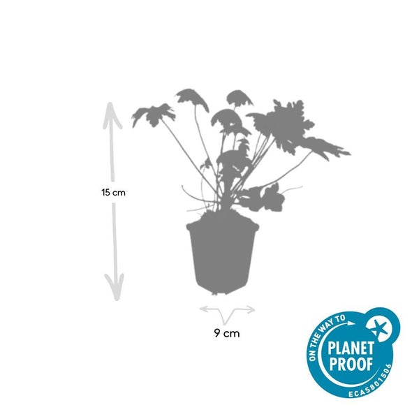 Bodendecker - Felsen-Storchschnabel - Geranium macrorrhizum 'Spessart' - 9cm Topf - Set mit 40 Pflanzen