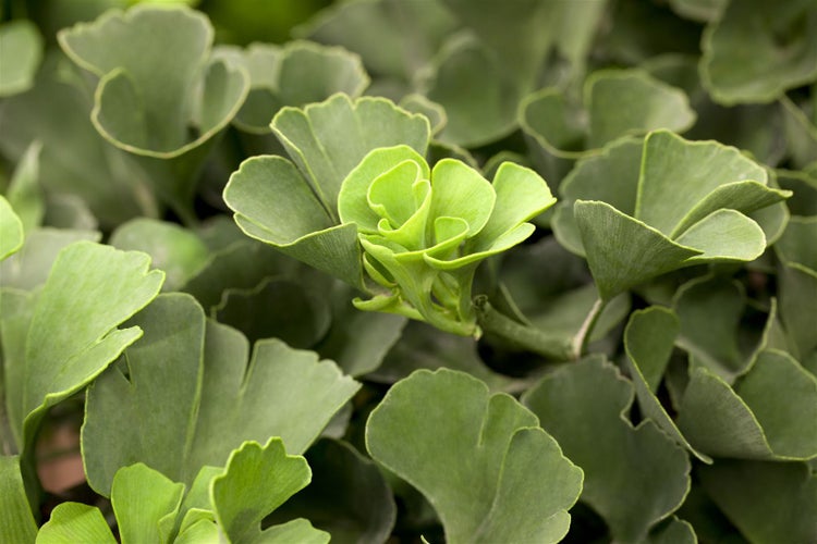 Ginkgo biloba 'Mariken', Fächerblattbaum, 30–40 cm