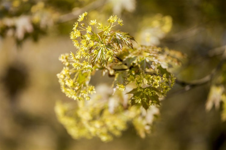 Ahornblüten und Blätter im Detail