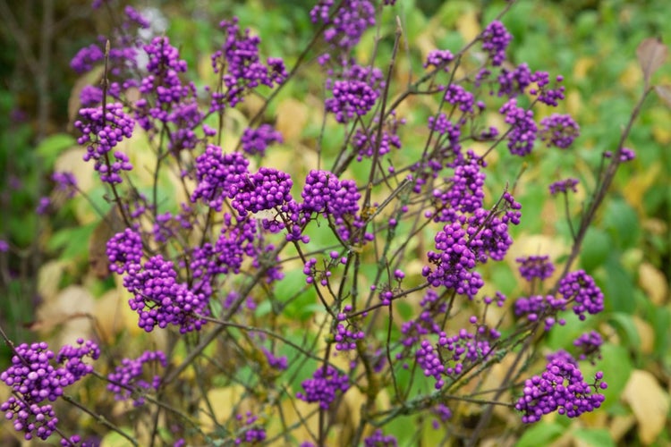 Callicarpa bodinieri giraldii, Schönfrucht, lila Beeren, 30–40 cm