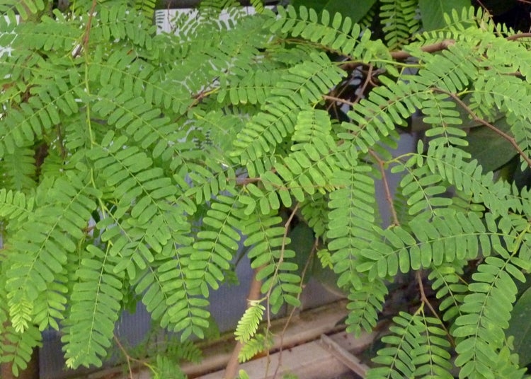 SAFLAX Geschenk Set - Tamarinde / Indischer Dattelbaum - Tamarindus indica - 4 Samen - Mit Geschenkbox, Versandaufkleber, Geschenkkarte und Anzuchtsubstrat