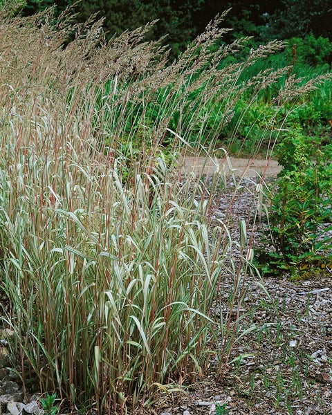 Phalaris arundinacea, Rohrglanzgras, ca. 9x9 cm Topf